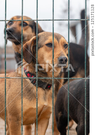 Dog in animal shelter. Homeless sad dog in a cage. 125171128