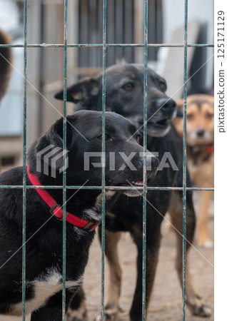 Dog in animal shelter. Homeless sad dog in a cage. Dog in animal shelter. Homeless sad dog in a cage. 125171129