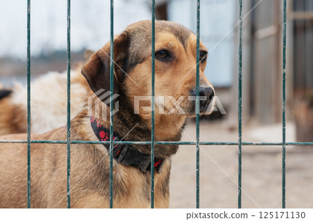 Dog in animal shelter. Homeless sad dog in a cage. Dog in animal shelter. Homeless sad dog in a cage. 125171130