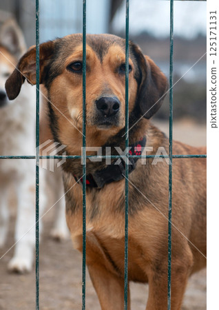 Dog in animal shelter. Homeless sad dog in a cage. 125171131