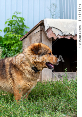 Dog in animal shelter. Homeless sad dog in kennel. 125171174