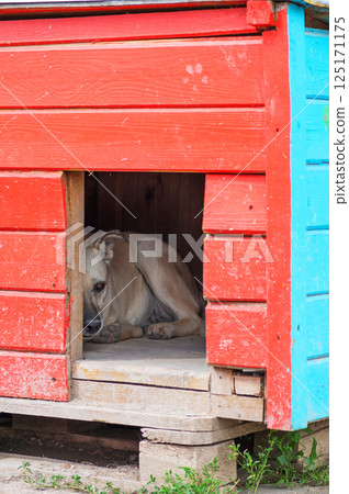 Dog in animal shelter. Homeless sad dog in kennel. 125171175