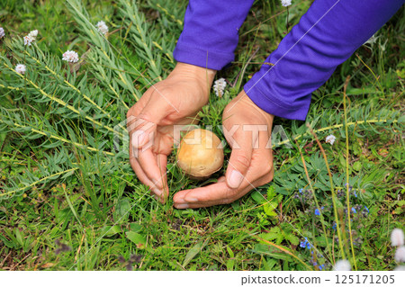 Hands picking mushroom on flowering grassland 125171205
