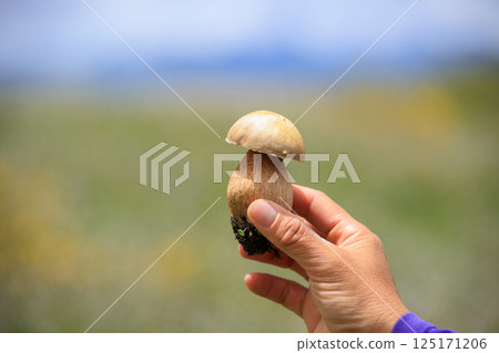 Hand picking mushroom on flowering grassland 125171206