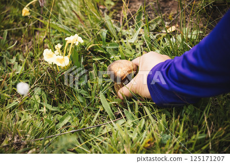 Hand picking mushroom on flowering grassland 125171207