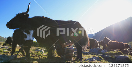 Milking tibetan yaks on sunrise mountain top grassland Milking tibetan yaks on sunrise mountain top grassland 125171275