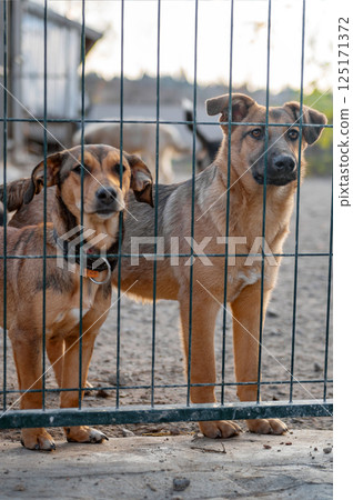 Dog in animal shelter. Homeless sad dog in a cage. 125171372