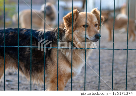 Dog in animal shelter. Homeless sad dog in a cage. Dog in animal shelter. Homeless sad dog in a cage. 125171374