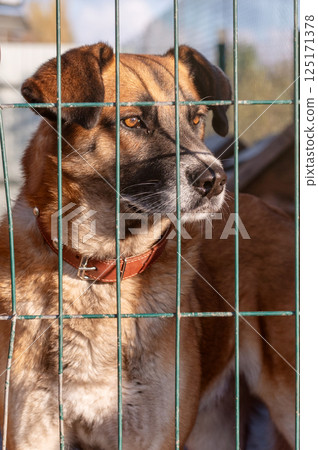 Dog in animal shelter. Homeless sad dog in a cage. Dog in animal shelter. Homeless sad dog in a cage. 125171378