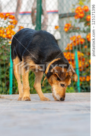 Dog in animal shelter. Homeless sad dog in a cage. Dog in animal shelter. Homeless sad dog in a cage. 125171396