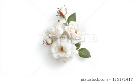 Elegant garden roses boutonniere for weddings and celebrations. 125171417