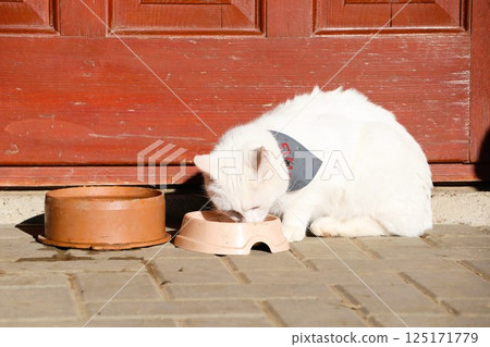 A Delightful White Cat Happily Enjoying a Tasty Meal While Soaking Up the Warmth of the Sunlight A Delightful White Cat Happily Enjoying a Tasty Meal While Soaking Up the Warmth of the Sunlight 125171779