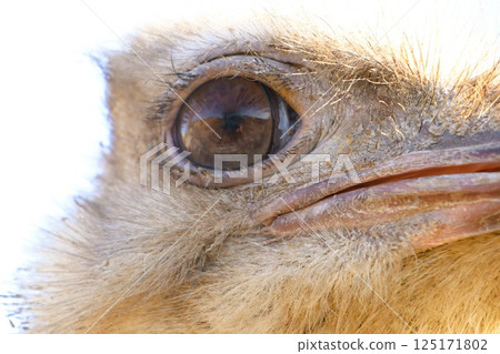 A CloseUp Image of a Birds Eye Perfectly Capturing the Intricacies of Natures Detail 125171802