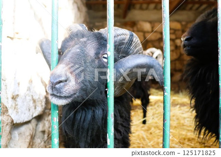 A CloseUp View of a Very Curious Black Sheep Encountered Inside a Cozy Barn Setting 125171825