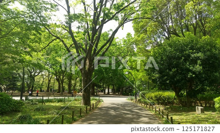 上野公園的新鮮綠色 上野公園的新鮮綠色 125171827