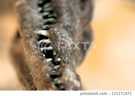 Detailed CloseUp of a Crocodile Skull Featuring Its Sharp Teeth and Unique Anatomy 125171871