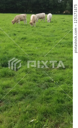 A serene scene of grazing sheep in a lush green field, creating an idyllic atmosphere 125171875