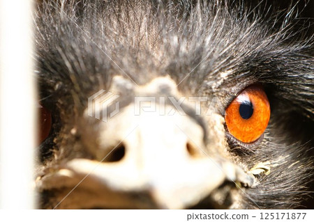 A Stunning CloseUp View of a Birds Eye Featuring Striking and Vibrant Orange Coloration A Stunning CloseUp View of a Birds Eye Featuring Striking and Vibrant Orange Coloration 125171877