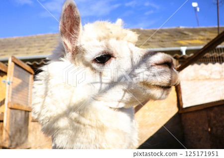 A Graceful Llama Captured in Beautiful Natural Light, Showcasing Its Elegance and Charm 125171951