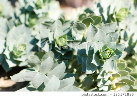 A Lush and Vibrant Succulent Garden Beautifully Surrounded by Lush Greenery Everywhere A Lush and Vibrant Succulent Garden Beautifully Surrounded by Lush Greenery Everywhere 125171956