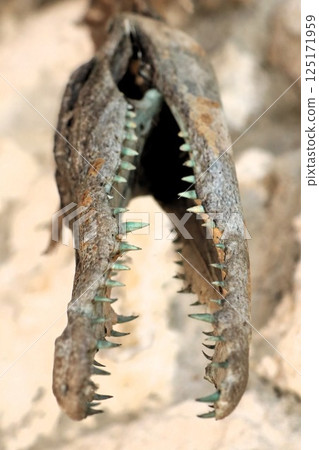 A closeup of a unique crocodilian skull, highlighting its distinctive features and characteristics 125171959