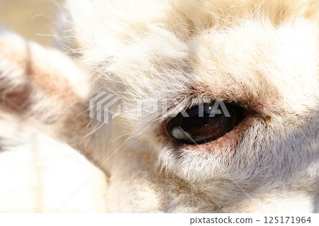 A closeup view of a alpaca Eye situated perfectly in natural light enhances its beauty and detail 125171964