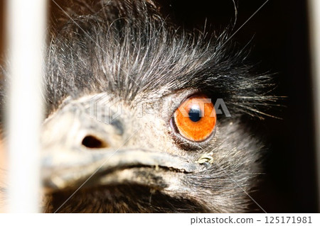 A Detailed CloseUp of an Emu Eye Featuring Its Unique and Distinctive Color and Texture 125171981