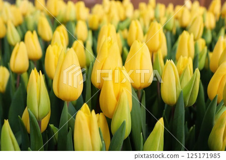 Beautiful and Vibrant Yellow Tulips are Blooming Enthusiastically in the Spring Garden 125171985