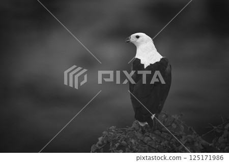 Mono African fish eagle turns atop bush 125171986