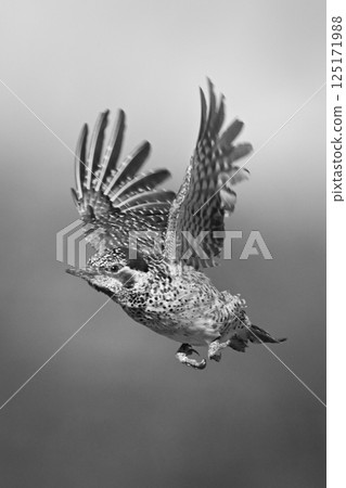 Mono bearded woodpecker with catchlight and blur Mono bearded woodpecker with catchlight and blur 125171988