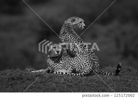 Mono cheetah sits with cub on grass Mono cheetah sits with cub on grass 125172002