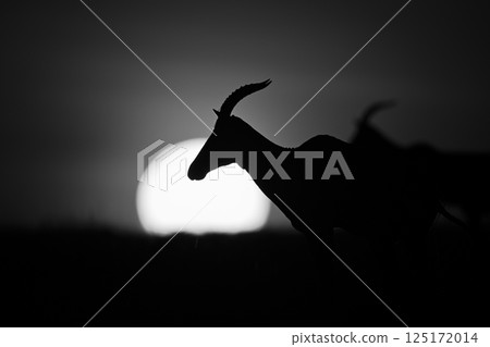Mono close-up of topi silhouetted by sun Mono close-up of topi silhouetted by sun 125172014