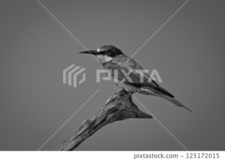 Mono European bee-eater on stump against sky 125172015