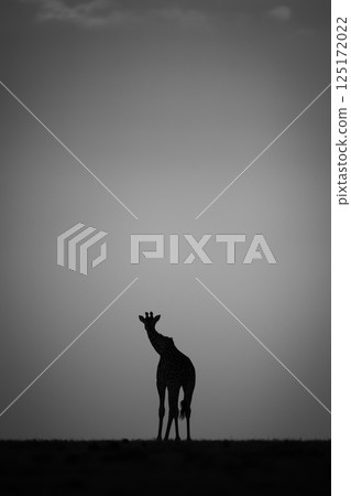 Mono giraffe stands at sunset on horizon Mono giraffe stands at sunset on horizon 125172022