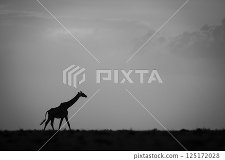 Mono giraffe walking at sunset along horizon Mono giraffe walking at sunset along horizon 125172028