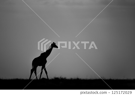 Mono giraffe walks across horizon at sundown 125172029