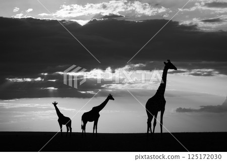 Mono giraffes stand at sunset on horizon 125172030