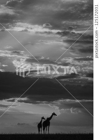 Mono giraffes stand on horizon at sunset 125172031