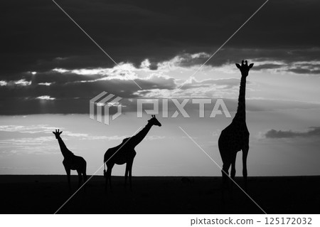 Mono giraffes standing on horizon at sunset 125172032