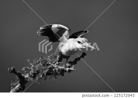 Mono grey-headed kingfisher takes off from branch 125172043
