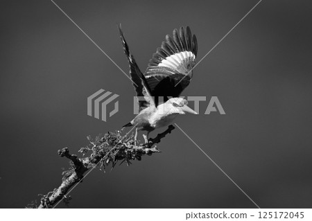 Mono grey-headed kingfisher taking off from twig 125172045