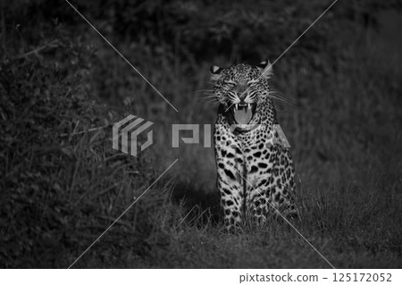 Mono leopard cub sits yawning by bush Mono leopard cub sits yawning by bush 125172052