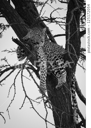 Mono leopard lies looking out from tree Mono leopard lies looking out from tree 125172054