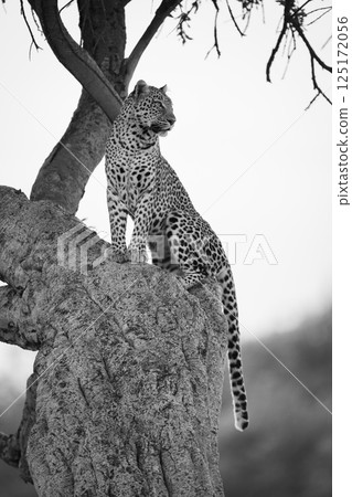 Mono leopard sits in tree turning head 125172056