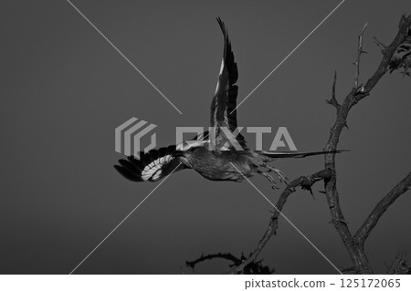 Mono lilac-breasted roller takes off from thornbush 125172065