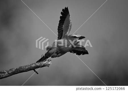 Mono lilac-breasted roller takes off from tree 125172066