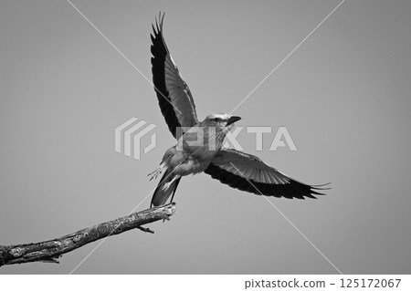 Mono lilac-breasted roller taking off from fork 125172067