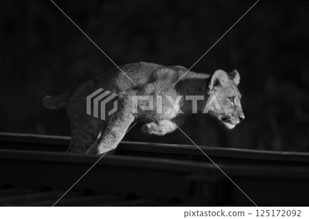 Mono lion cub jumps railway at sunrise Mono lion cub jumps railway at sunrise 125172092