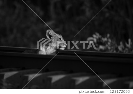 Mono lion cub lies leaning on railway 125172093