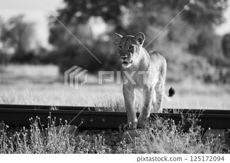 Mono lion cub on railway at sunrise 125172094